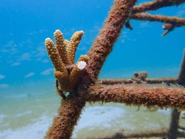 Coral of Opportunity